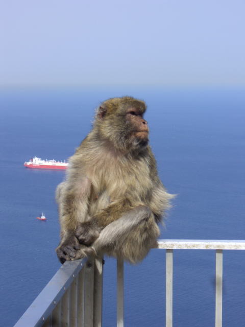 タリークの山の猿