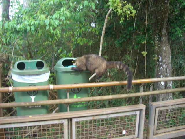 ゴミ箱をあさる動物